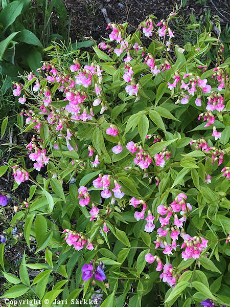 Lathyrus vernus 'Roseus', kevtlinnunherne